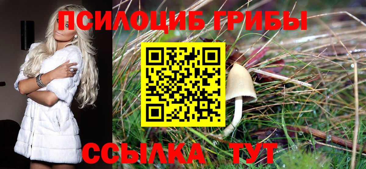 Псилоцибиновые грибы Cubensis Тайшет
